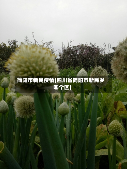 简阳市新民疫情(四川省简阳市新民乡哪个区)-第2张图片