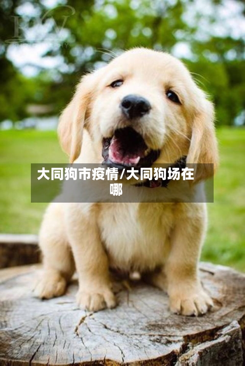 大同狗市疫情/大同狗场在哪-第1张图片