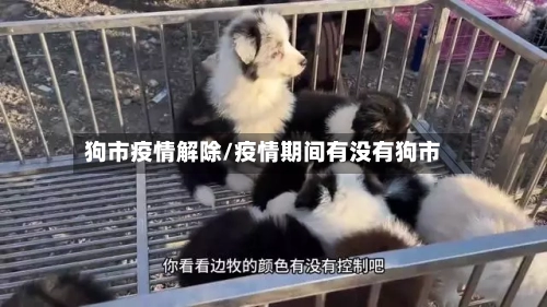 狗市疫情解除/疫情期间有没有狗市-第1张图片