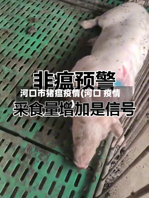 河口市猪瘟疫情(河口 疫情)-第3张图片