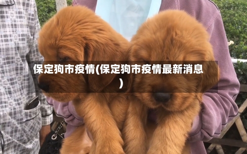 保定狗市疫情(保定狗市疫情最新消息)-第1张图片