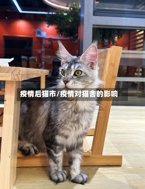 疫情后猫市/疫情对猫舍的影响-第1张图片