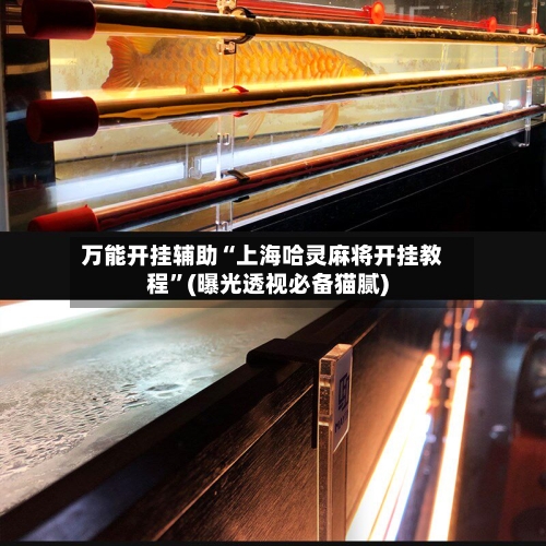 万能开挂辅助“上海哈灵麻将开挂教程”(曝光透视必备猫腻)-第2张图片