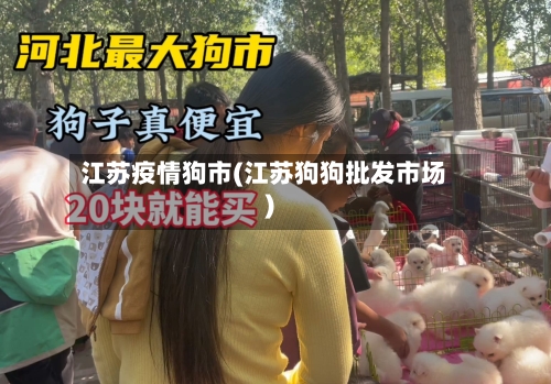 江苏疫情狗市(江苏狗狗批发市场)-第1张图片
