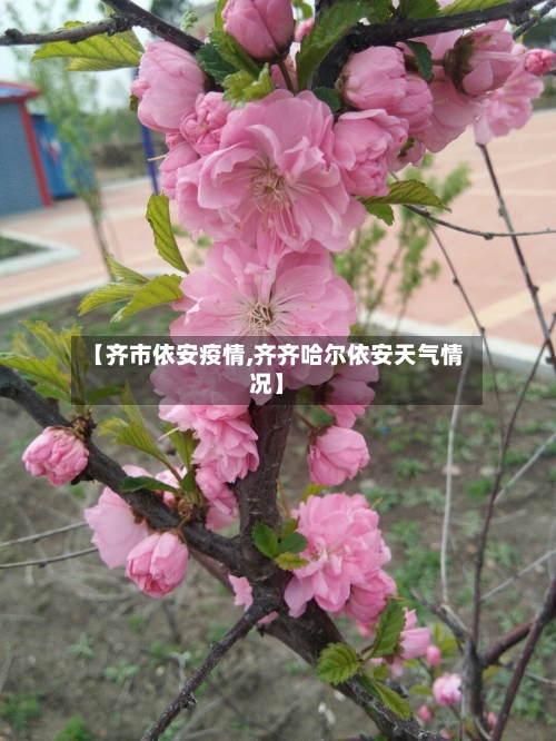 【齐市依安疫情,齐齐哈尔依安天气情况】-第1张图片