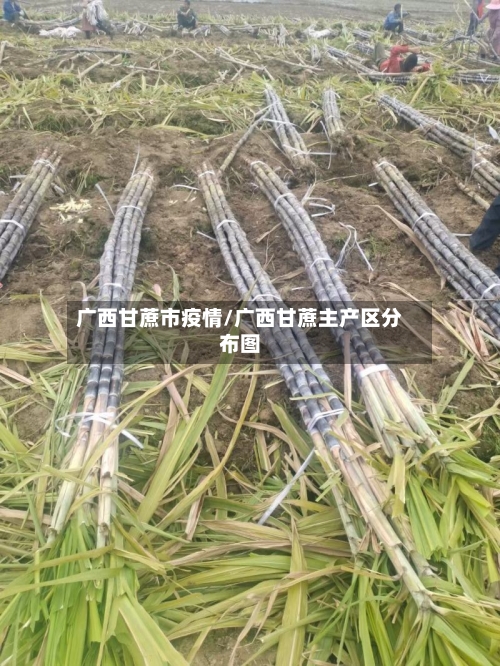 广西甘蔗市疫情/广西甘蔗主产区分布图-第3张图片