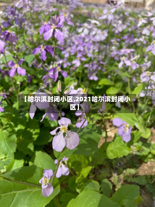 【哈尔滨封闭小区,2021哈尔滨封闭小区】-第1张图片