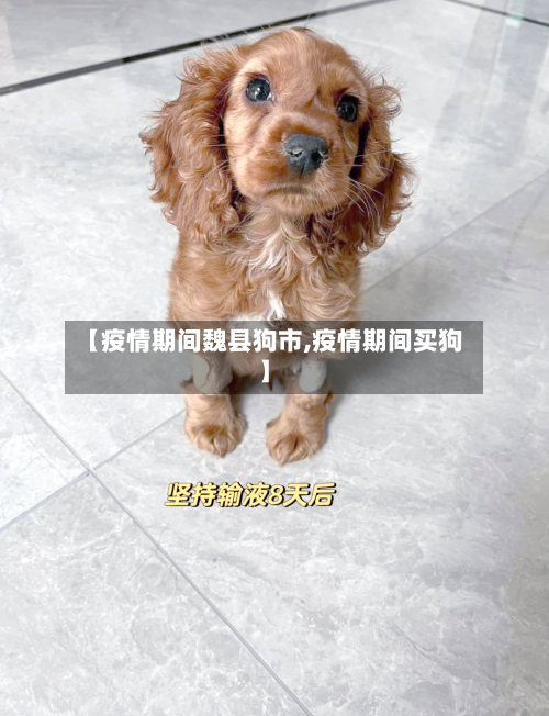 【疫情期间魏县狗市,疫情期间买狗】-第2张图片