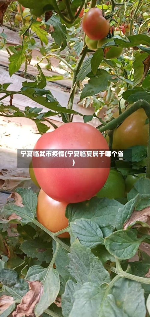 宁夏临武市疫情(宁夏临夏属于哪个省)-第1张图片